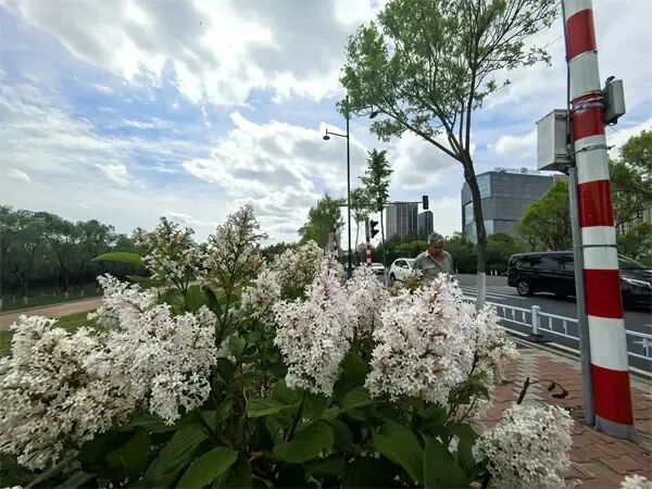 哈尔滨松北区滨水大道:小叶丁香悄然绽放,清香铺就“醉美回家路” 哈尔滨松北区滨水大道:小叶丁香悄然绽放,清香铺就“醉美回家路”