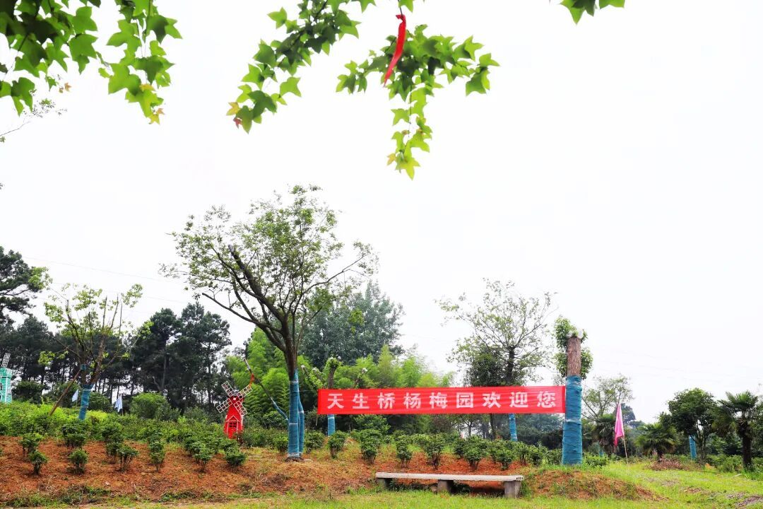 正在大量上市!南京人好的这口,进入最佳品尝期 正在大量上市!南京人好的这口,进入最佳品尝期
