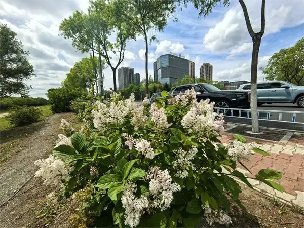 哈尔滨松北区滨水大道:小叶丁香悄然绽放,清香铺就“醉美回家路” 哈尔滨松北区滨水大道:小叶丁香悄然绽放,清香铺就“醉美回家路”