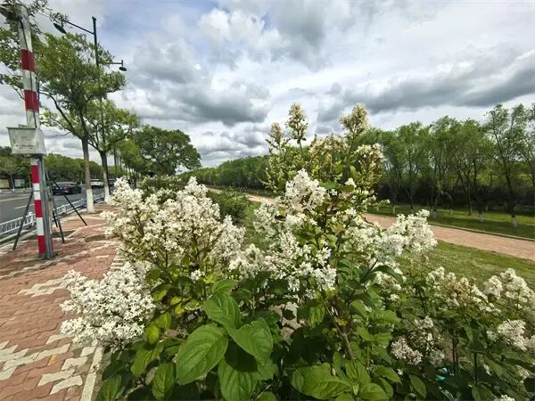 哈尔滨松北区滨水大道:小叶丁香悄然绽放,清香铺就“醉美回家路” 哈尔滨松北区滨水大道:小叶丁香悄然绽放,清香铺就“醉美回家路”