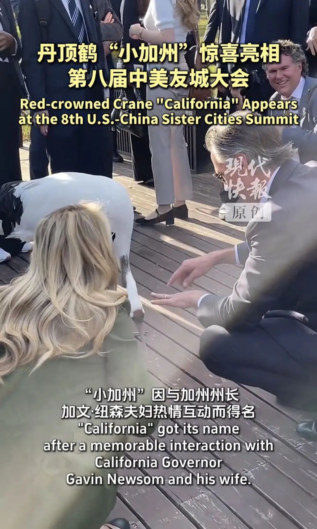 盐城丹顶鹤去美国“出差”了! 盐城丹顶鹤去美国“出差”了!