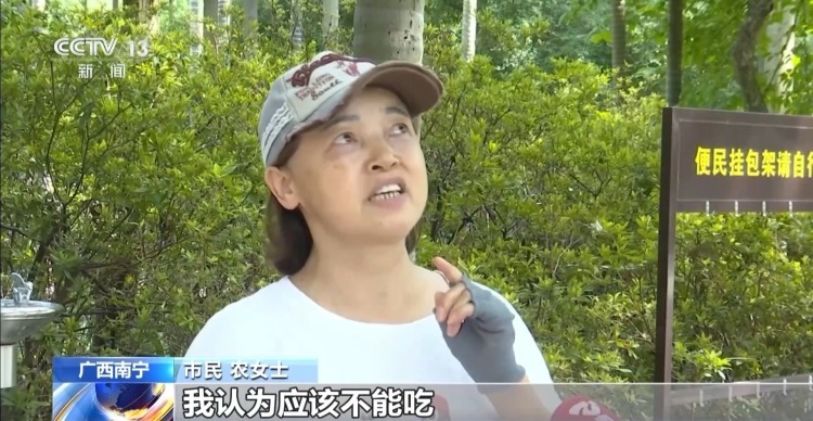 吊瓜树果实奇特似“吊灯” 外形诱人但千万别吃 吊瓜树果实奇特似“吊灯” 外形诱人但千万别吃