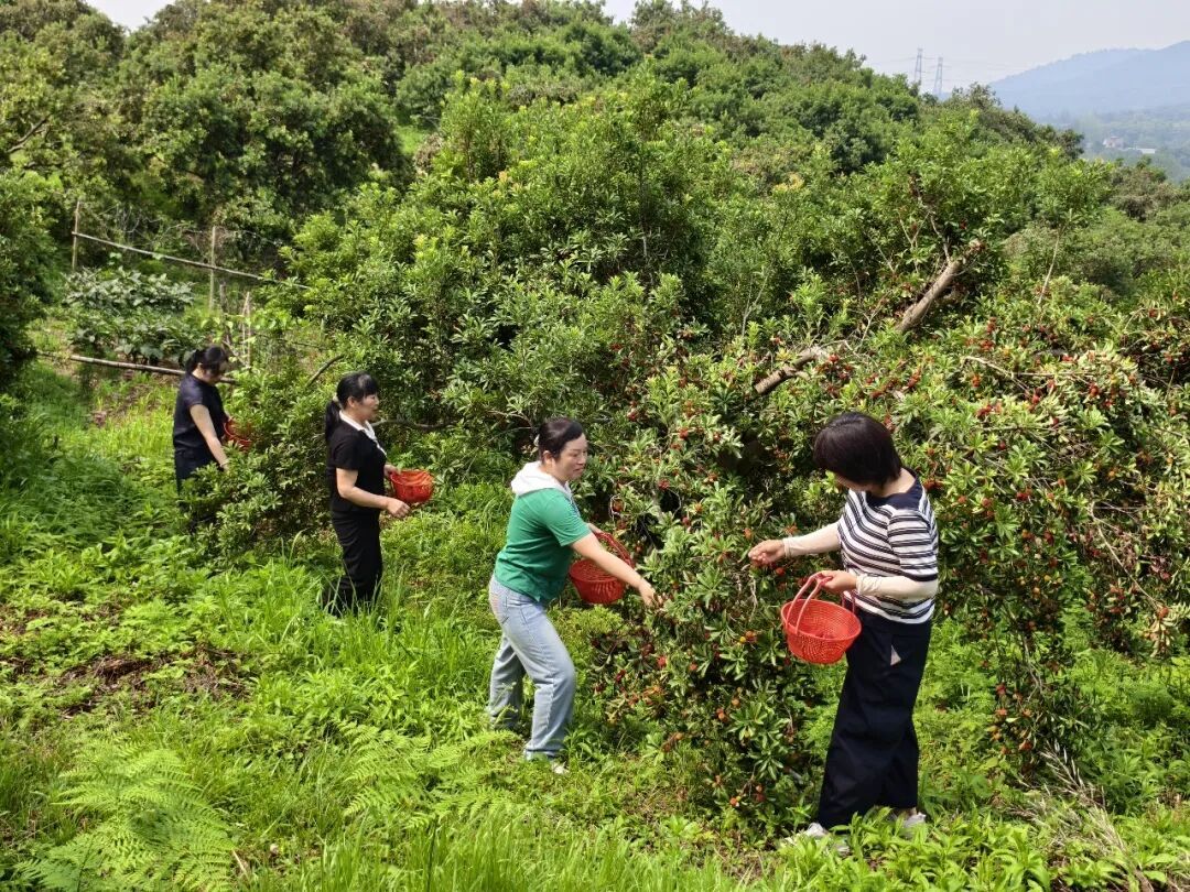 正在大量上市!南京人好的这口,进入最佳品尝期 正在大量上市!南京人好的这口,进入最佳品尝期