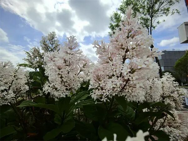 哈尔滨松北区滨水大道:小叶丁香悄然绽放,清香铺就“醉美回家路” 哈尔滨松北区滨水大道:小叶丁香悄然绽放,清香铺就“醉美回家路”