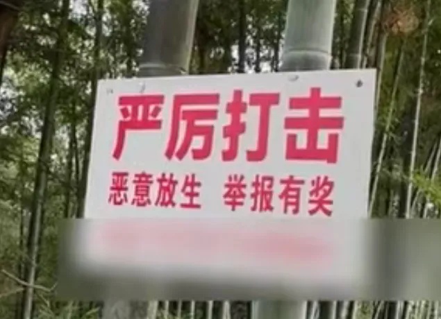 3米长、6斤大的蛇满山窜!宜宾一村落被曝有人放生14袋蛇,称是“特别的生日纪念” 3米长、6斤大的蛇满山窜!宜宾一村落被曝有人放生14袋蛇,称是“特别的生日纪念”