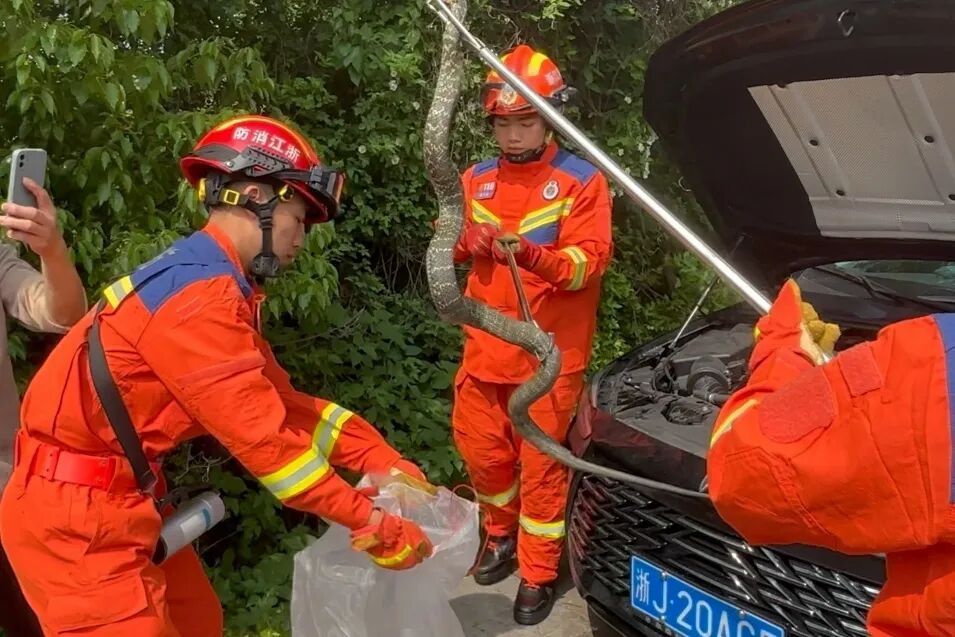 今年的蛇,更活跃了!狭路相逢怎么办? 今年的蛇,更活跃了!狭路相逢怎么办?