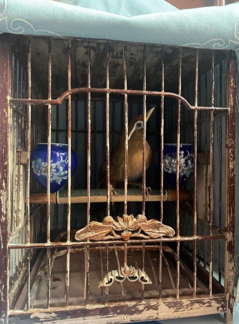 收养爷爷留下的画眉鸟,我怎么就违法了?上海多个养鸟户被罚,只因…… 收养爷爷留下的画眉鸟,我怎么就违法了?上海多个养鸟户被罚,只因……