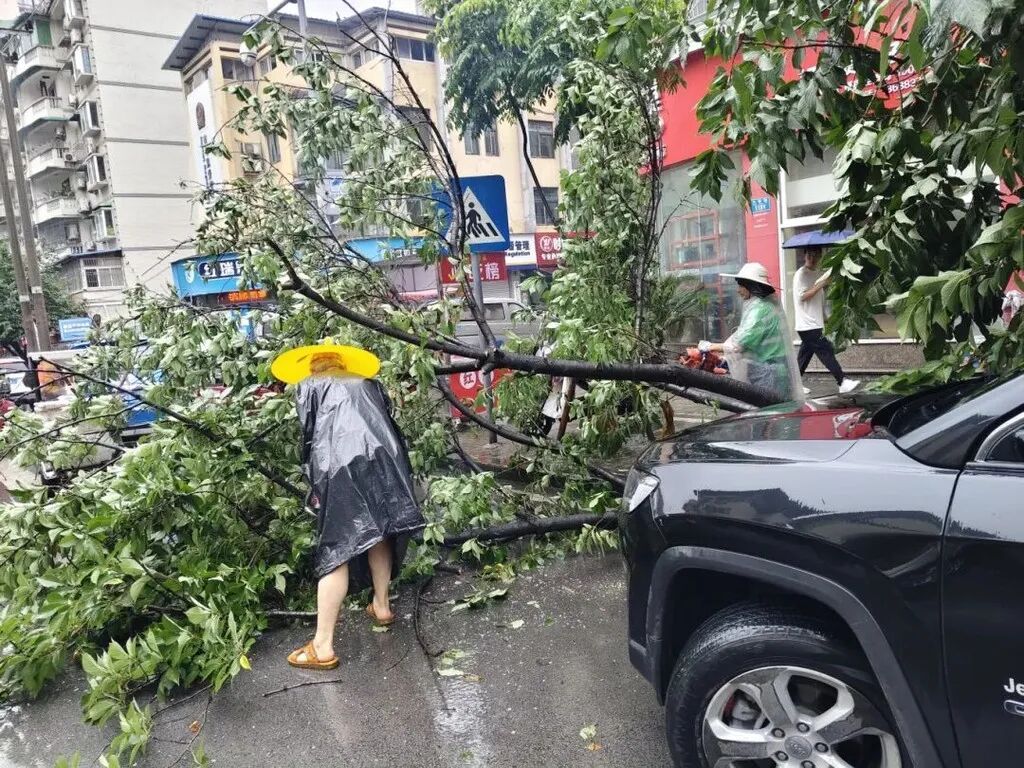 重庆城市管理部门快速清理倒伏树木,本轮强降雨应对工作有序收尾 重庆城市管理部门快速清理倒伏树木,本轮强降雨应对工作有序收尾