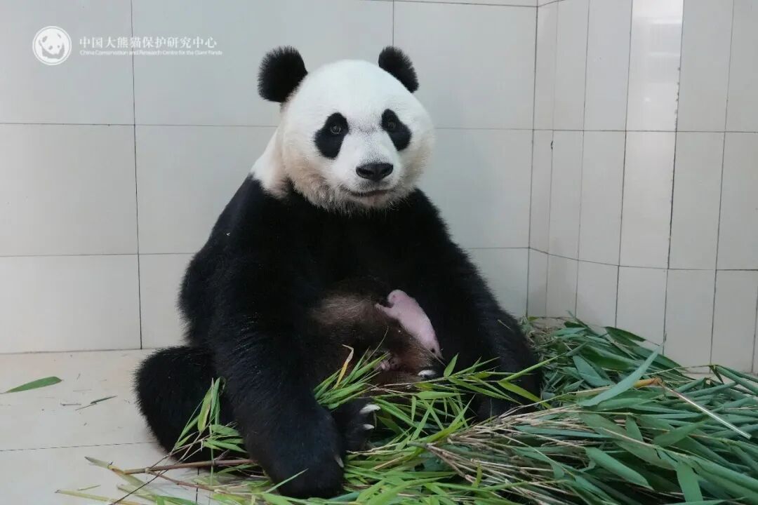 新成员+1!卧龙神树坪基地迎来2026年首只大熊猫幼崽 新成员+1!卧龙神树坪基地迎来2026年首只大熊猫幼崽