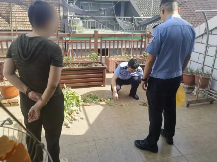 浙江一小区楼顶种了49株罂粟!警方无人机+AI一眼认出,当事人:用来“炖菜”的 浙江一小区楼顶种了49株罂粟!警方无人机+AI一眼认出,当事人:用来“炖菜”的