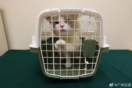 香港海关在一男子背包内发现活猫 香港海关在一男子背包内发现活猫