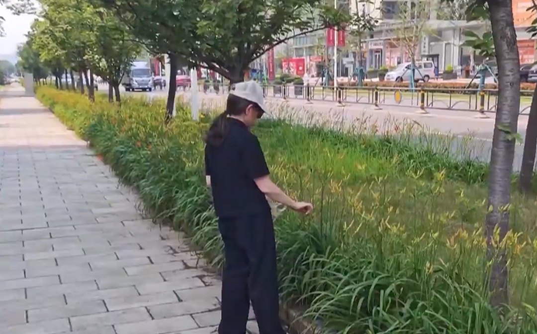 千万别吃!路边一植物被误认为黄花菜,有人采摘食用后被送急诊,医生:无特效解毒剂 千万别吃!路边一植物被误认为黄花菜,有人采摘食用后被送急诊,医生:无特效解毒剂