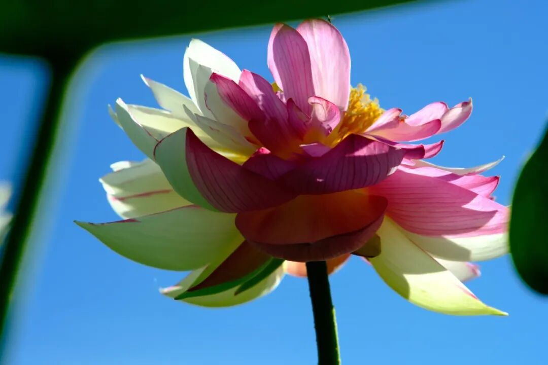 限时营业!云南这些“神奇宝贝”你见过几个? 限时营业!云南这些“神奇宝贝”你见过几个?