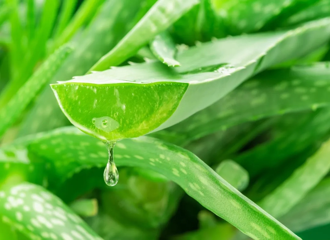 这种植物被称“天然青霉素”,夏天常用,抑菌消炎、抗衰老,但要吃对 这种植物被称“天然青霉素”,夏天常用,抑菌消炎、抗衰老,但要吃对