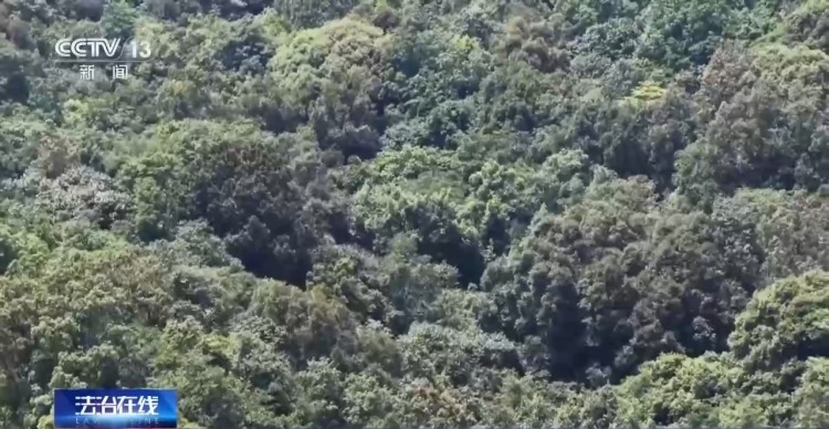 千人进山、警犬追踪 多方合力搜寻13天找到失联男童 千人进山、警犬追踪 多方合力搜寻13天找到失联男童