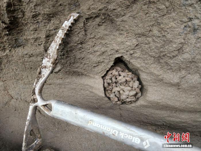 远古松鼠粪化石发现70万年前古DNA 研究揭示史前生态系统 远古松鼠粪化石发现70万年前古DNA 研究揭示史前生态系统