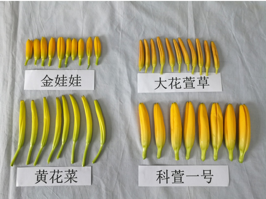 千万别吃!路边一植物被误认为黄花菜,有人采摘食用后被送急诊,医生:无特效解毒剂 千万别吃!路边一植物被误认为黄花菜,有人采摘食用后被送急诊,医生:无特效解毒剂