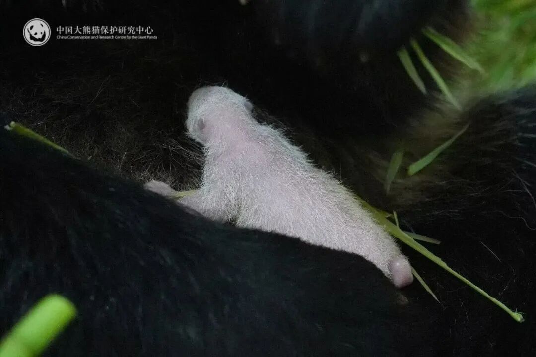 新成员+1!卧龙神树坪基地迎来2026年首只大熊猫幼崽 新成员+1!卧龙神树坪基地迎来2026年首只大熊猫幼崽