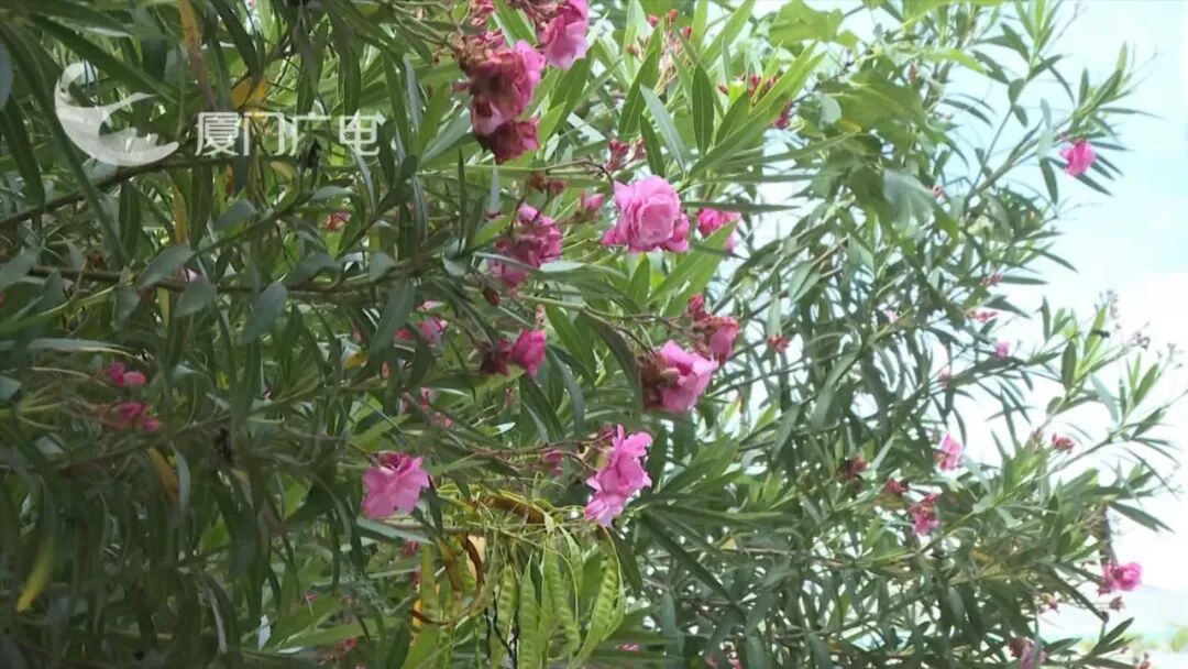 紧急提醒！厦门街头这种“网红花”正值盛开期，全株有毒，千万别碰！
