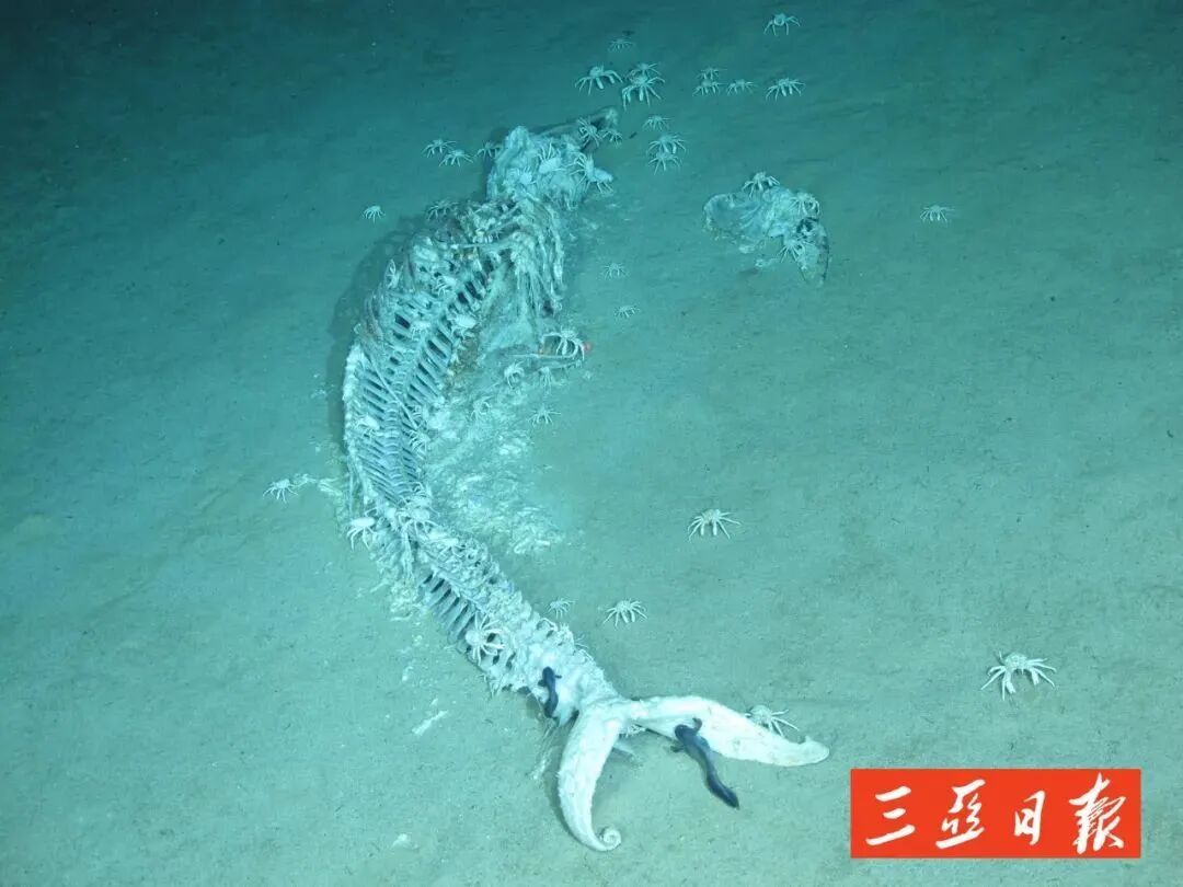 全球已知最深鲸类“大墓地”，被扎根三亚的他们发现！
