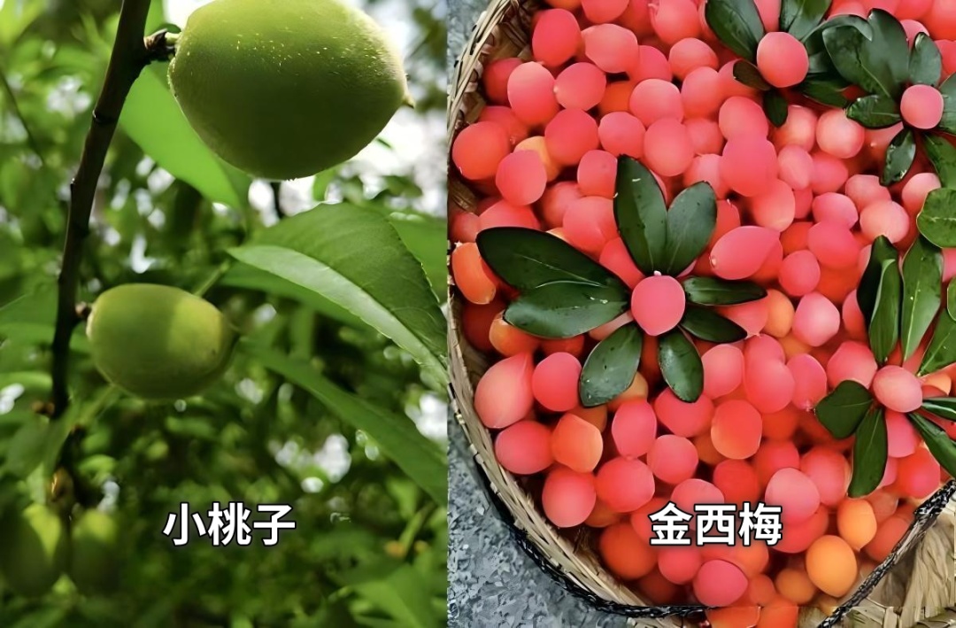 别再交智商税了！“水果骗局”被揭穿，这份避坑清单请收好→