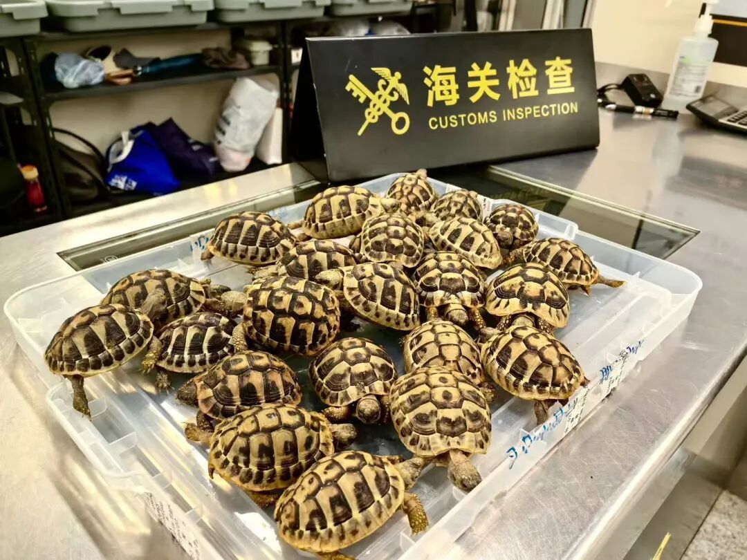 女子过海关时,腹部明显异常鼓起,打底裤夹层内藏匿有大量活体龟 女子过海关时,腹部明显异常鼓起,打底裤夹层内藏匿有大量活体龟