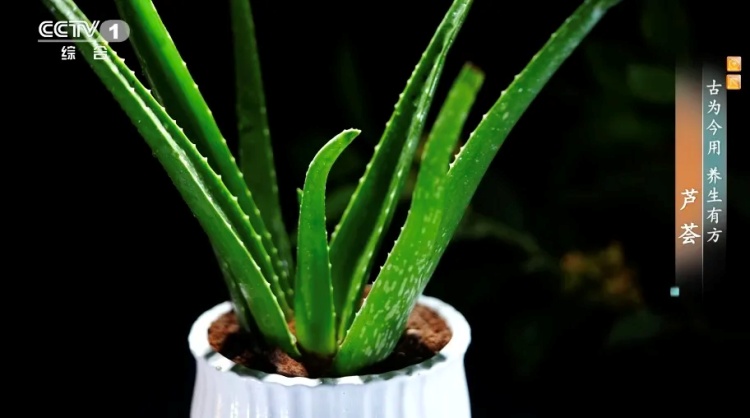 抑菌消炎、抗衰老 别错过芦荟的这些“隐藏技能” 抑菌消炎、抗衰老 别错过芦荟的这些“隐藏技能”