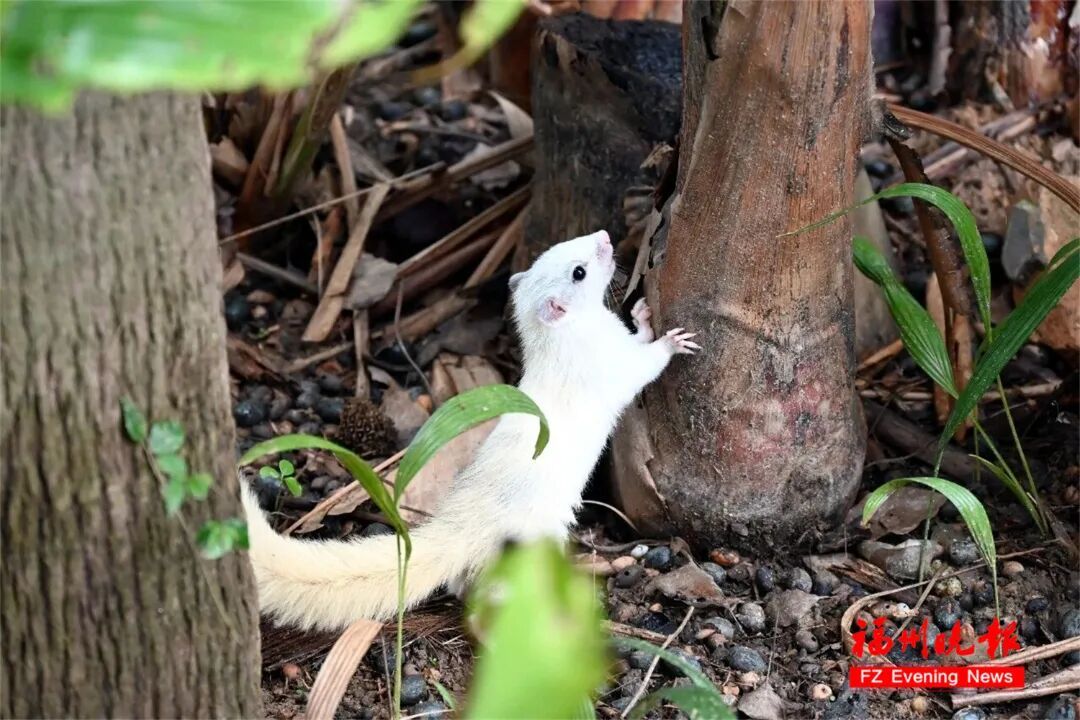 太萌了!福州发现白色“小精灵”!出现概率为百万分之一! 太萌了!福州发现白色“小精灵”!出现概率为百万分之一!