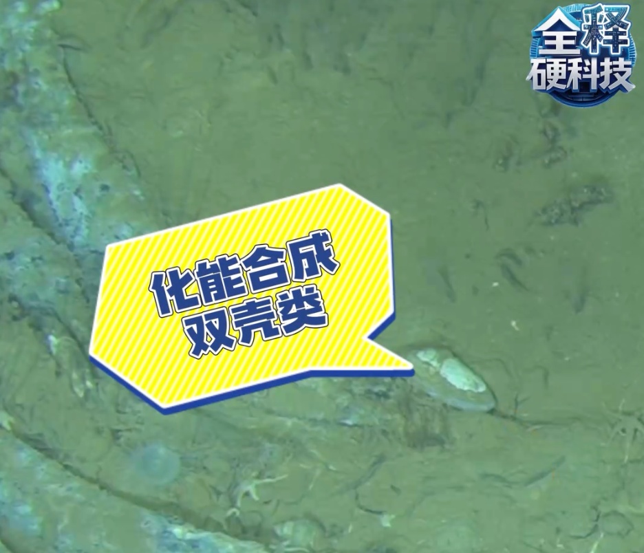 超1000万头！全球最深鲸类“大墓地”被发现