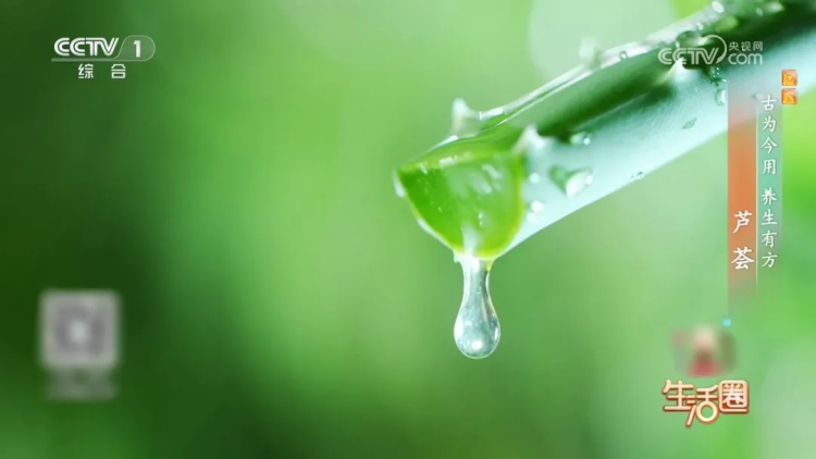 抑菌消炎、抗衰老 别错过芦荟的这些“隐藏技能” 抑菌消炎、抗衰老 别错过芦荟的这些“隐藏技能”