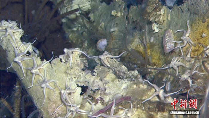 超4200米深海绵延1200公里 中国科学家领衔发现最深、规模最大鲸落和鲸类化石群