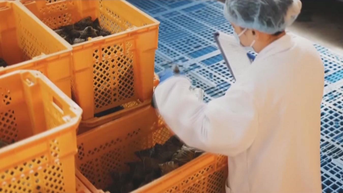 端午临近 粽子产销热度攀升 端午临近 粽子产销热度攀升