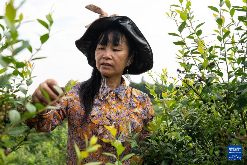 千亩蓝莓铺就增收“甜蜜路” 千亩蓝莓铺就增收“甜蜜路”