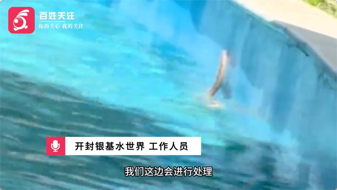 河南开封一水上乐园游客玩水时发现蛇，园方：系草丛掉落的无毒蛇，已打捞处理