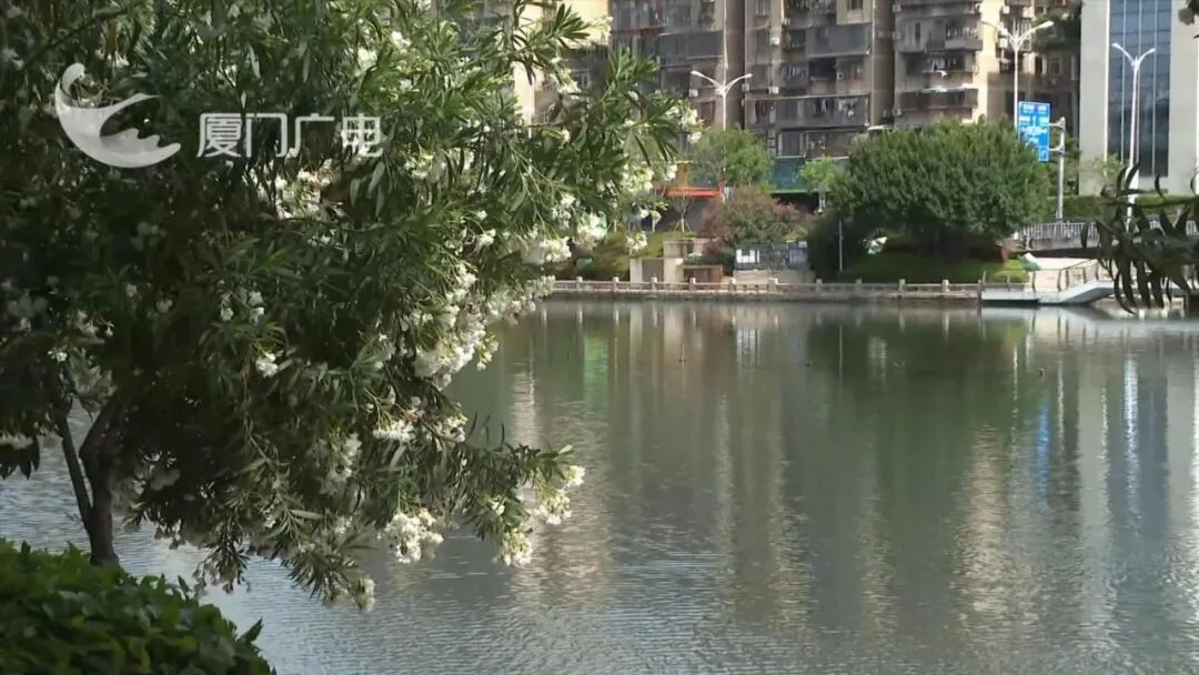 紧急提醒！厦门街头这种“网红花”正值盛开期，全株有毒，千万别碰！