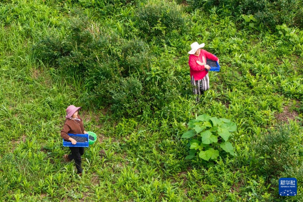 千亩蓝莓铺就增收“甜蜜路” 千亩蓝莓铺就增收“甜蜜路”