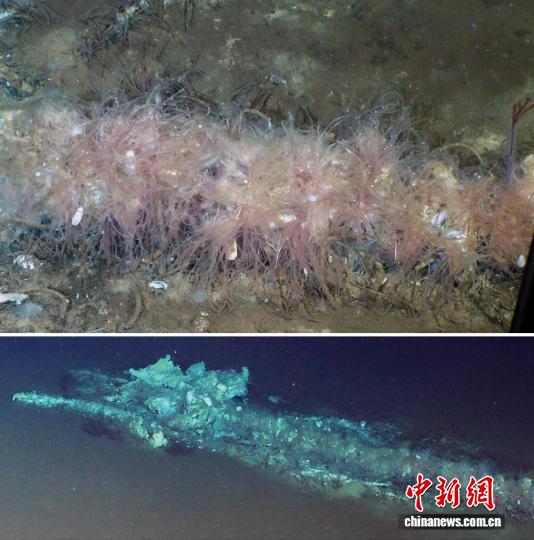 超4200米深海绵延1200公里 中国科学家领衔发现最深、规模最大鲸落和鲸类化石群