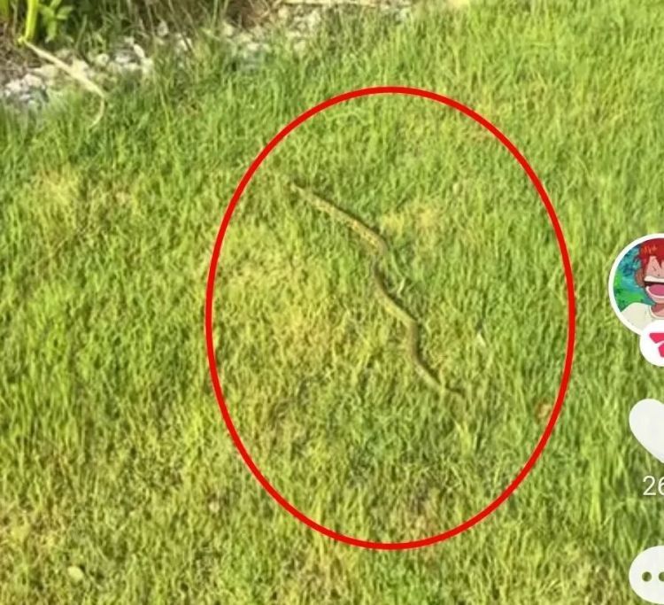 芜湖一公园现墨绿色蛇,网友问:有毒吗?专家回应来了 芜湖一公园现墨绿色蛇,网友问:有毒吗?专家回应来了