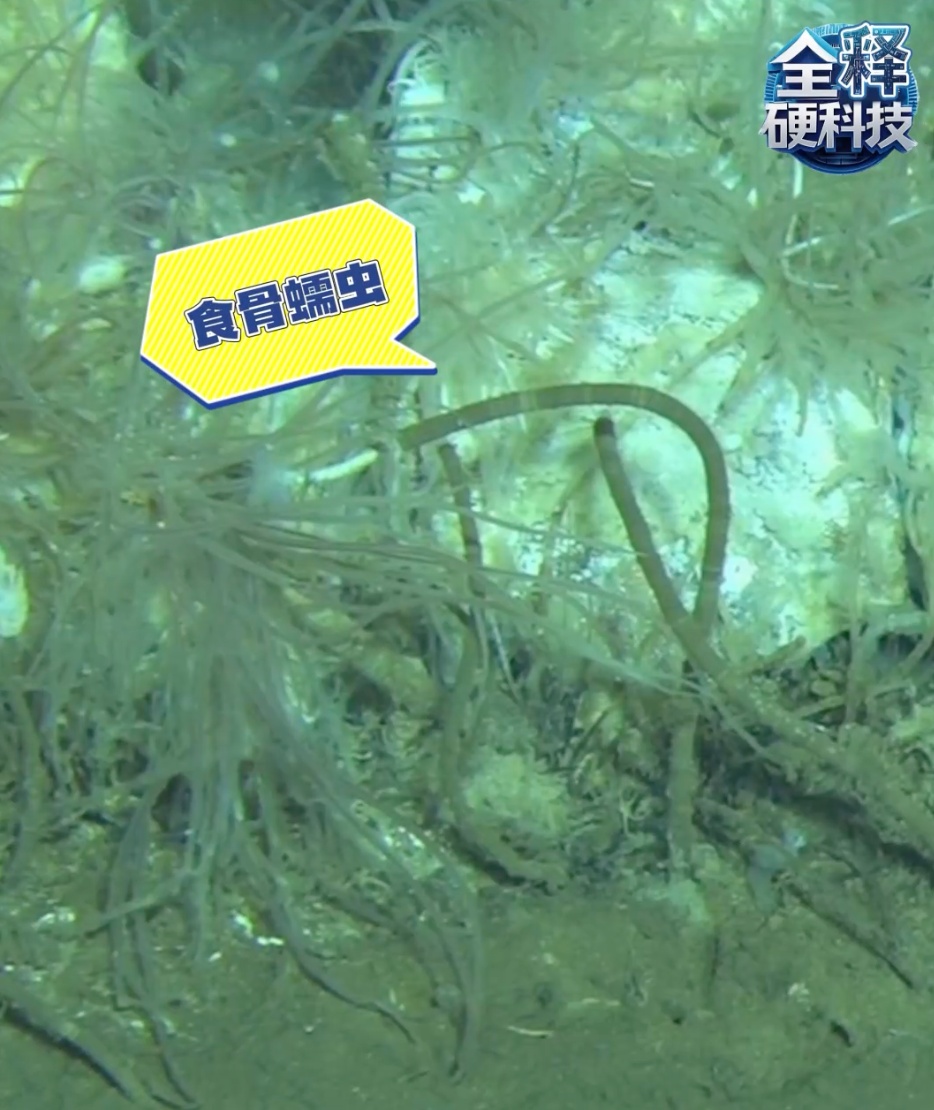 超1000万头！全球最深鲸类“大墓地”被发现