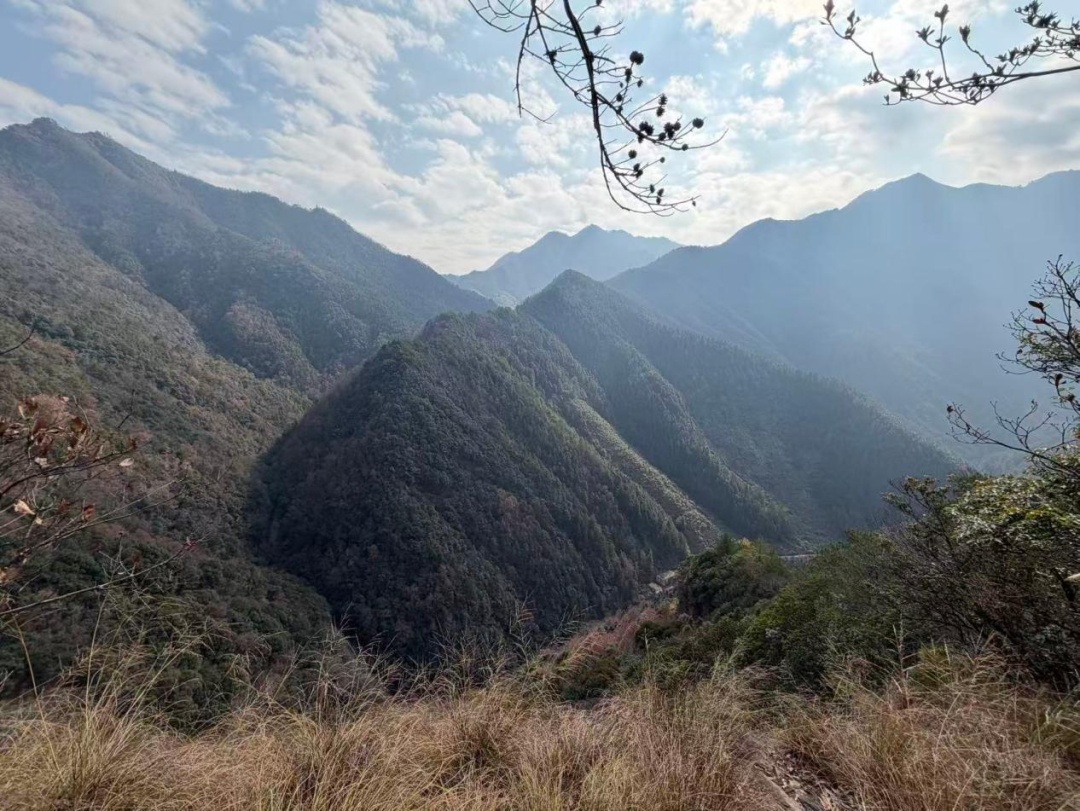 熊出没!皖南山区监测到国家二级保护动物亚洲黑熊 熊出没!皖南山区监测到国家二级保护动物亚洲黑熊