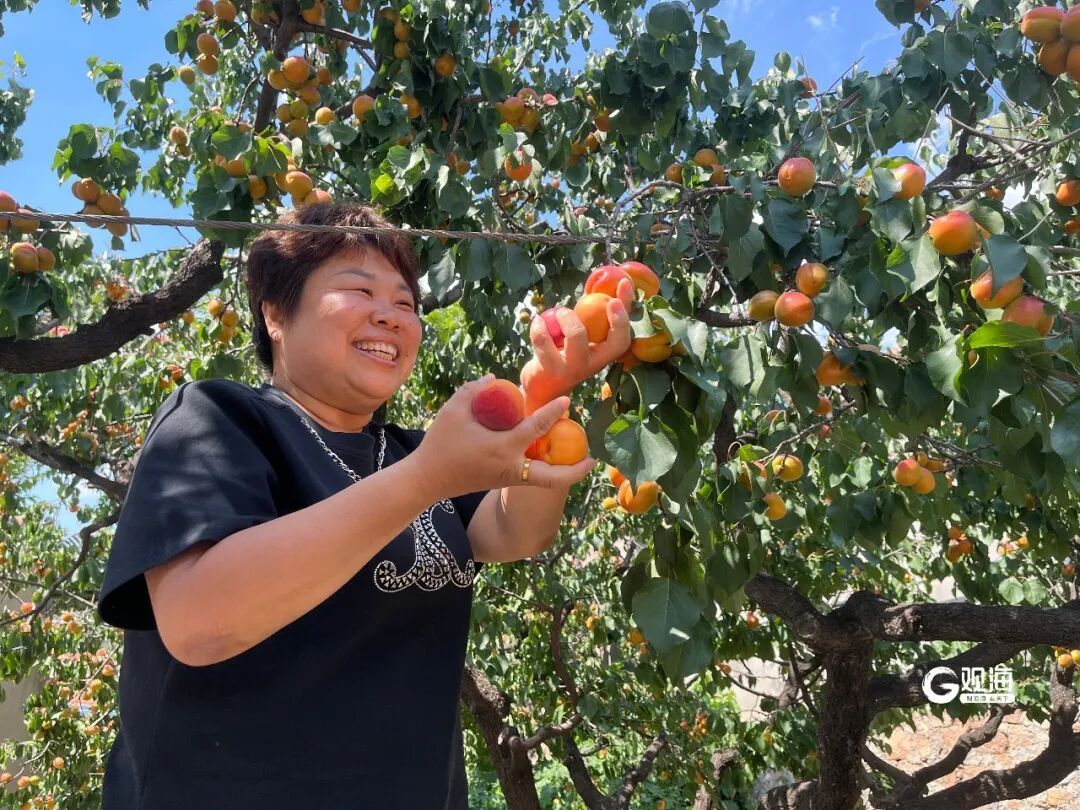 红了红了！青岛这种特产即将大量上市，采摘期持续到下个月……