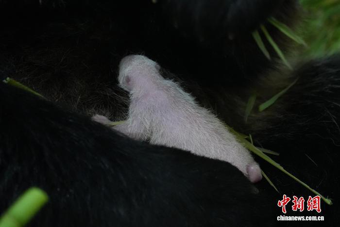 中国大熊猫保护研究中心迎来2026年国内首只大熊猫幼仔