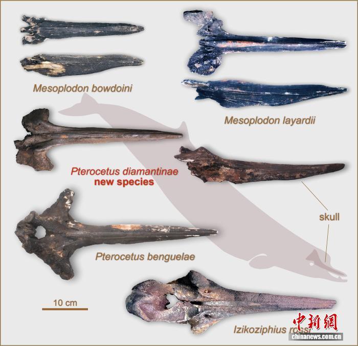 超4200米深海绵延1200公里 中国科学家领衔发现最深、规模最大鲸落和鲸类化石群