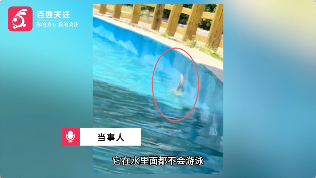河南开封一水上乐园游客玩水时发现蛇，园方：系草丛掉落的无毒蛇，已打捞处理