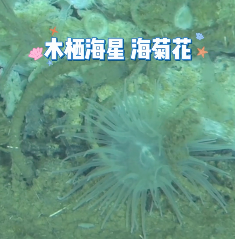 超1000万头！全球最深鲸类“大墓地”被发现