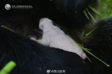 四川卧龙迎来2026年国内首只大熊猫幼崽 四川卧龙迎来2026年国内首只大熊猫幼崽