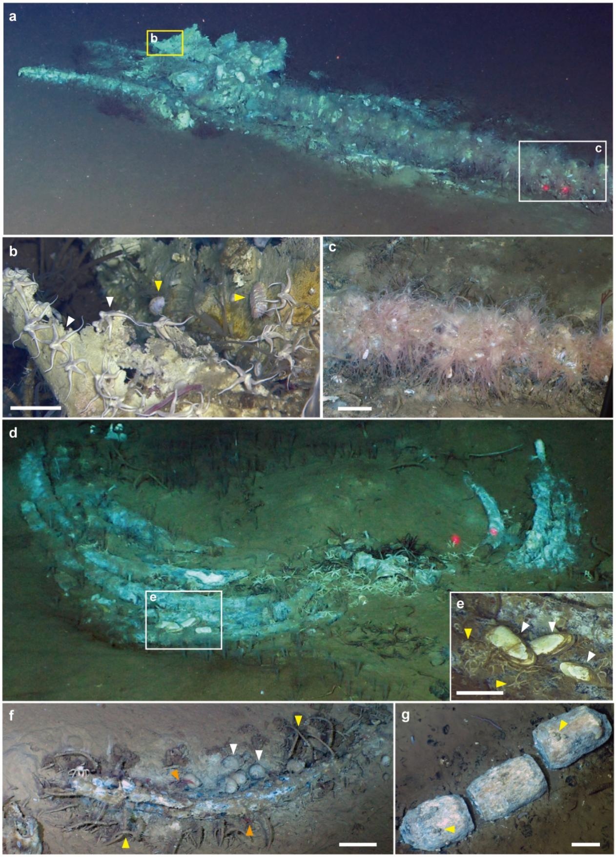 科学家发现距今530万年前的鲸类化石群
