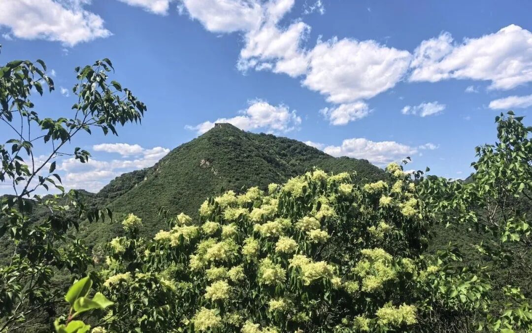 花期就20天,现在已开“爆”!就在北京这里—— 花期就20天,现在已开“爆”!就在北京这里——