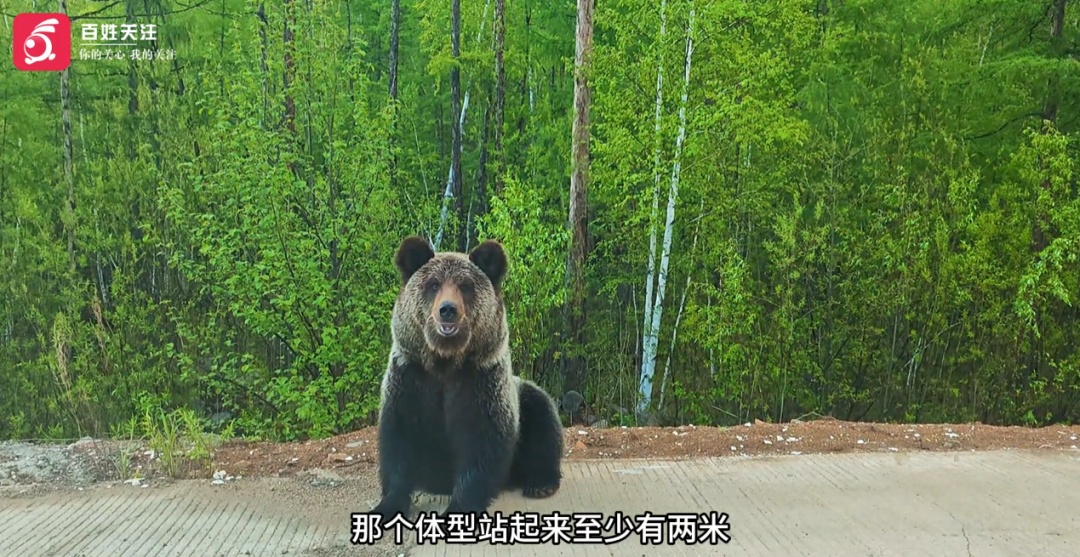 男子自驾G331国道大兴安岭无人区，一天内连遇三波野生棕熊，最大一只站立高达两米