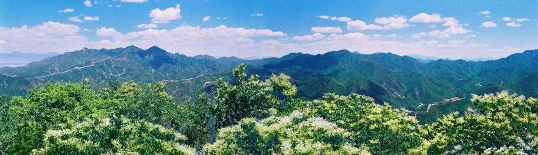花期就20天,现在已开“爆”!就在北京这里—— 花期就20天,现在已开“爆”!就在北京这里——